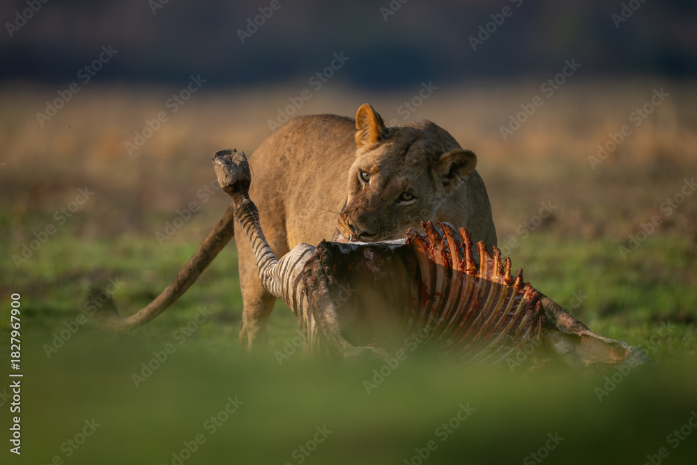 Obraz premium Lioness stands chewing on zebra in grass