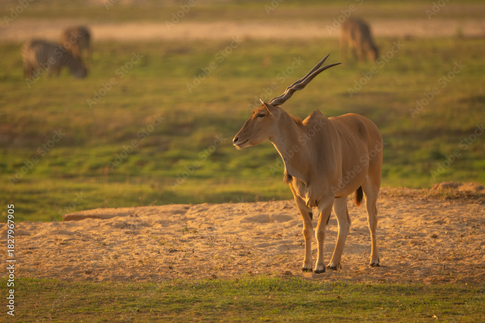 Obraz premium Male common eland on sand near zebras