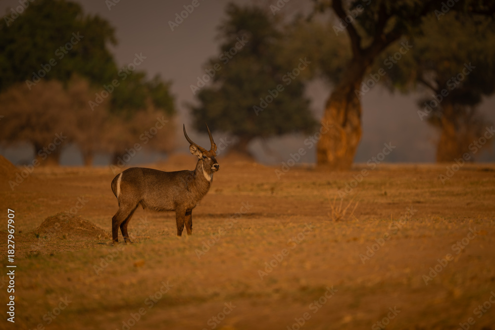 Fototapeta premium Male common waterbuck stands near old trees