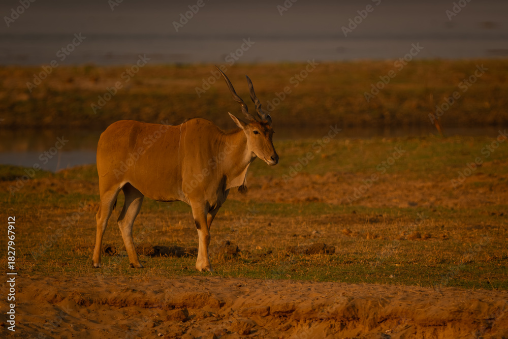 Fototapeta premium Male common eland stands on sunny riverbank