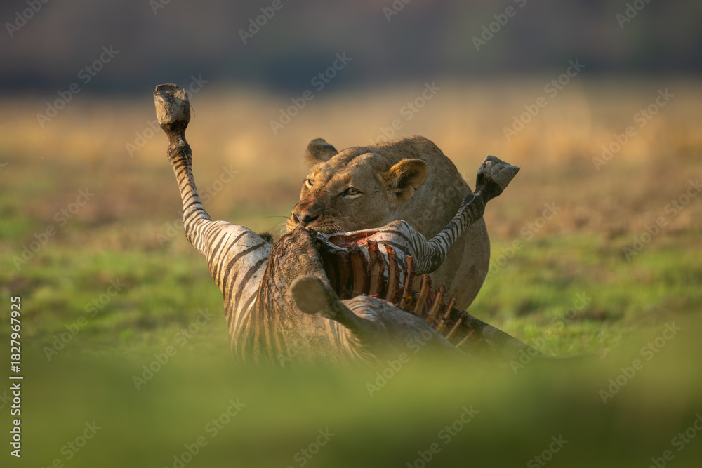 Obraz premium Lioness stands chewing zebra kill on grass