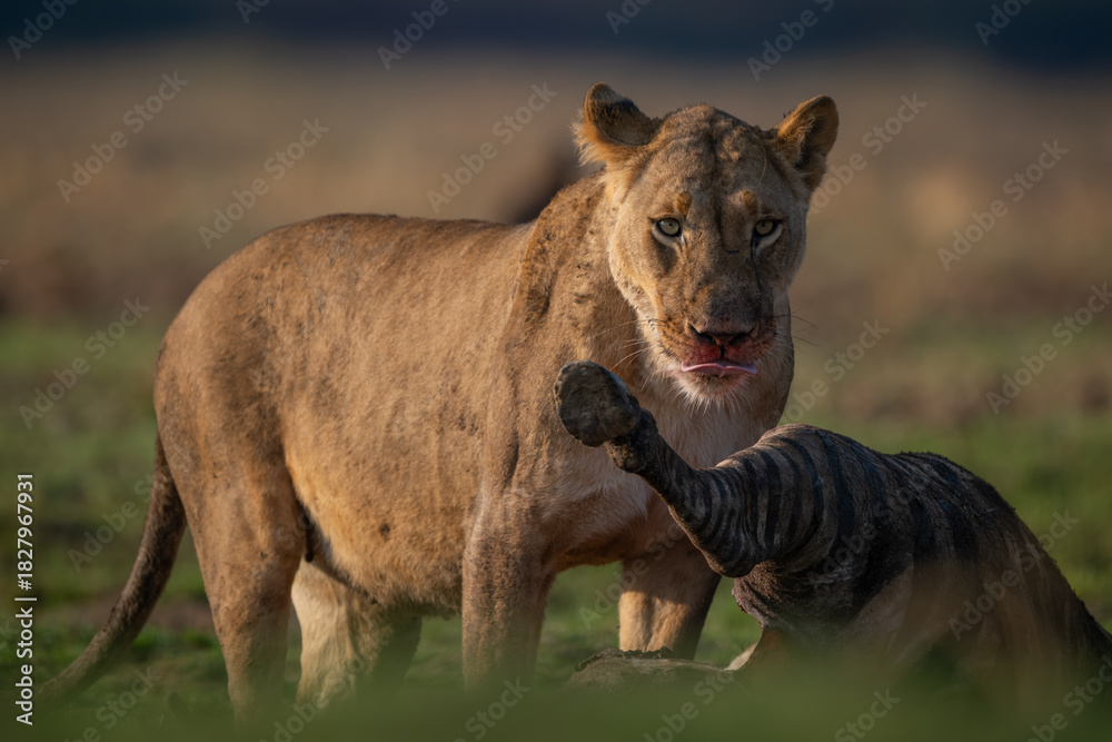 Fototapeta premium Lioness stands licking lips with zebra carcase
