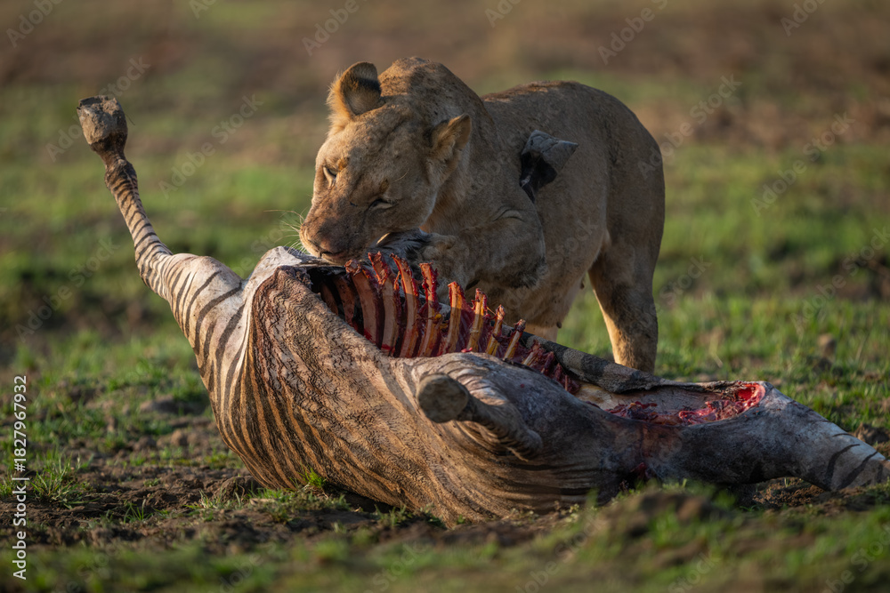 Naklejka premium Lioness stands pawing zebra carcase on grass