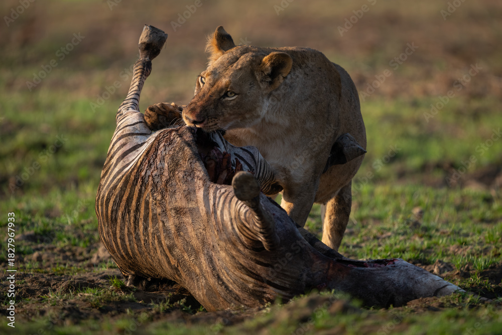 Obraz premium Lioness stands gnawing zebra carcase in sunshine
