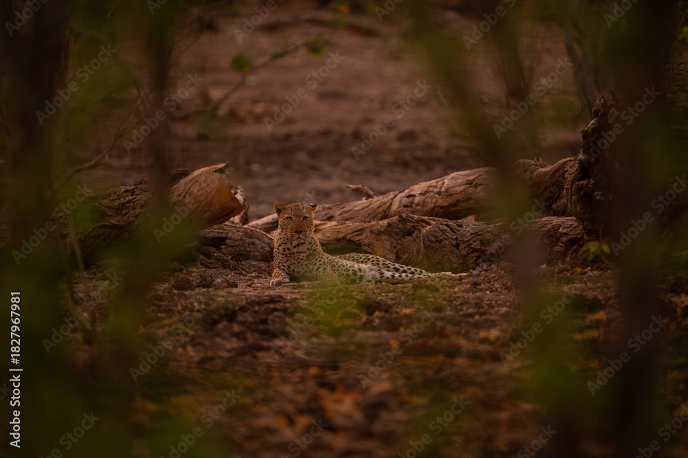 Obraz premium Male leopard lies beside log eyeing camera