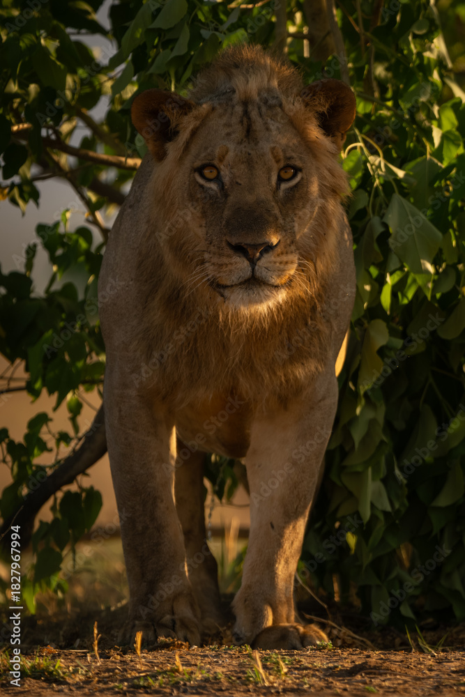 Obraz premium Male lion in bushes stands eyeing camera