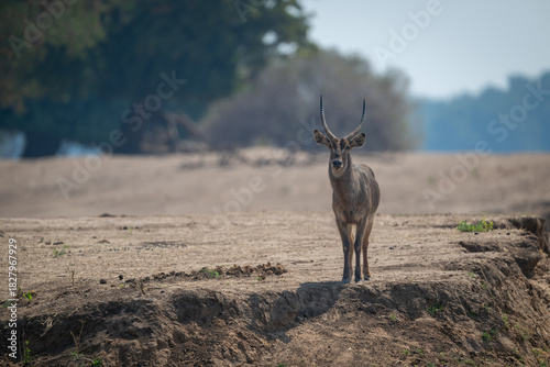 Photography Male common waterbuck stands on dry riverbank