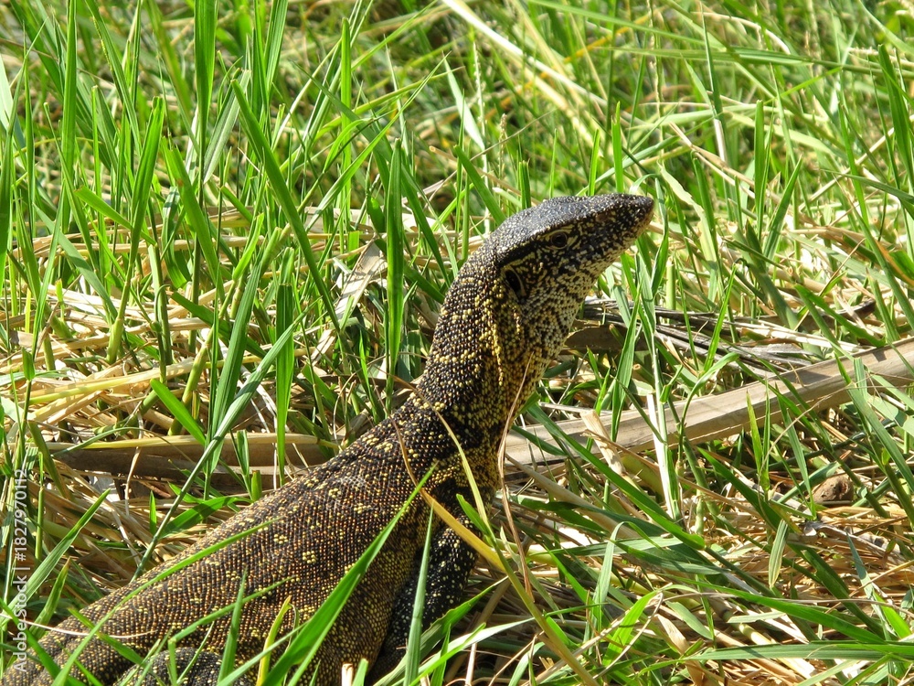 Naklejka premium Monitor lizard resting in tall grass in the Kunene region of Namibia.