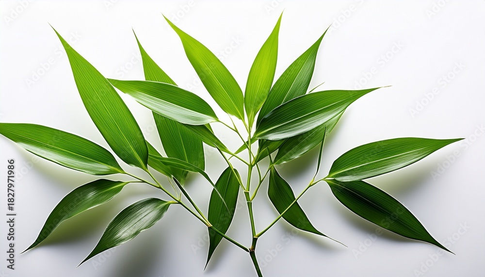 Fototapeta premium Fresh Green Bamboo Branch With Leaves Isolated On A White Background