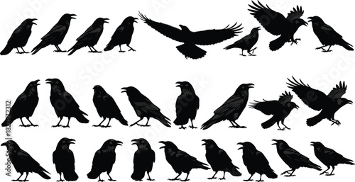 Large Vector Set of Black Crow and Raven Silhouettes in Various Poses, Including Perching, Standing, and Flying, Ideal for Representing Mystery, Halloween, Gothic Art, and Wildlife Graphics