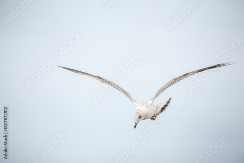 Fototapeta Naklejka Na Ścianę i Meble -  Seagull in the natural environment on the Baltic Sea.