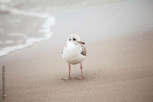 Fototapeta Naklejka Na Ścianę i Meble -  Seagull in the natural environment on the Baltic Sea.