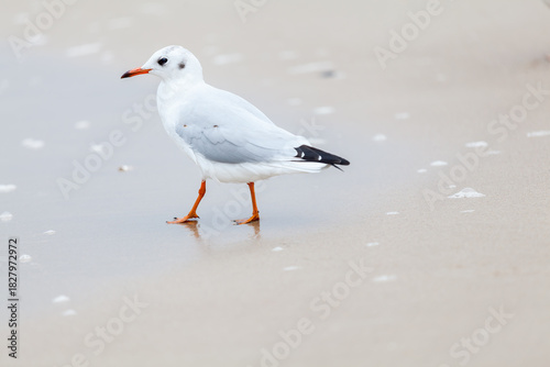 Fototapeta Naklejka Na Ścianę i Meble -  Seagull in the natural environment on the Baltic Sea.