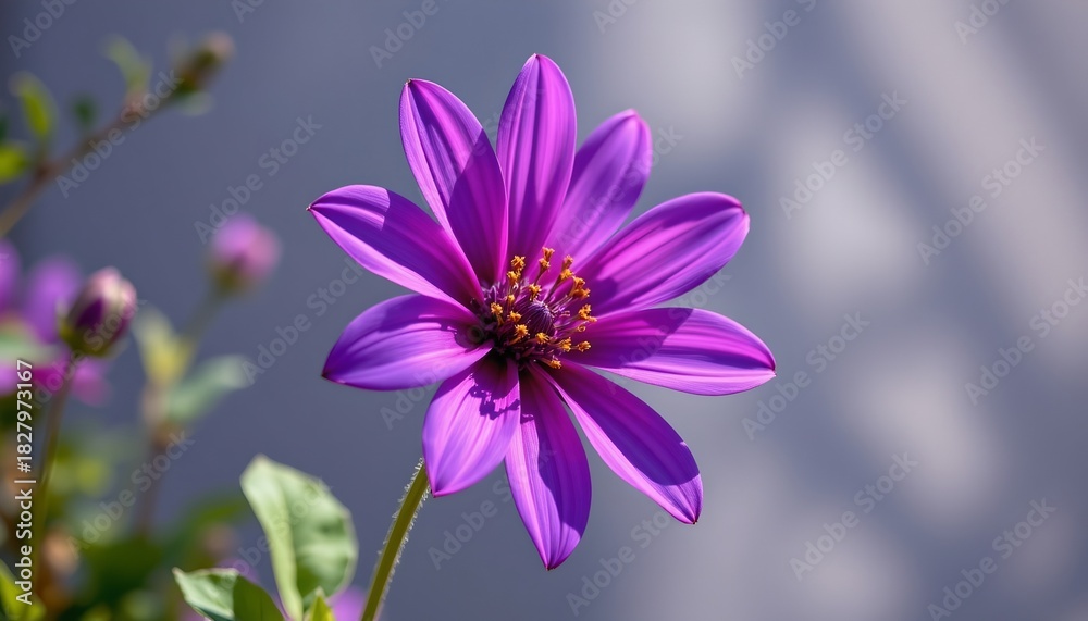 Obraz premium A vibrant purple flower blooming in what appears to be a potted plant, with an outdoor setting suggested by the light filtering through.