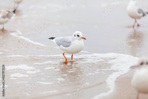 Fototapeta Naklejka Na Ścianę i Meble -  Seagull in the natural environment on the Baltic Sea.