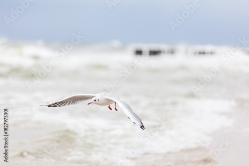 Fototapeta Naklejka Na Ścianę i Meble -  Seagull in the natural environment on the Baltic Sea.