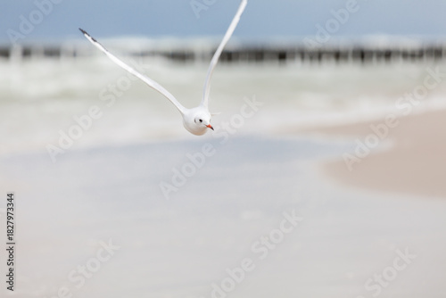 Fototapeta Naklejka Na Ścianę i Meble -  Seagull in the natural environment on the Baltic Sea.