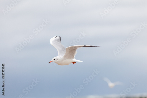 Fototapeta Naklejka Na Ścianę i Meble -  Seagull in the natural environment on the Baltic Sea.