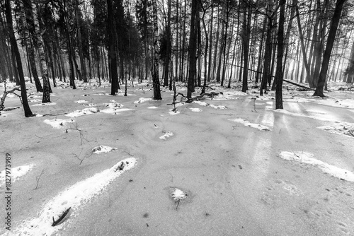 Beautiful view of the terrible winter forest.