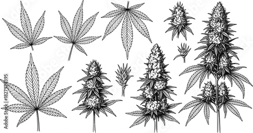 Vector Engraving Style Set of Detailed Cannabis Marijuana Leaves and Flowering Plants, Ideal for Representing CBD, Herbal Medicine, Organic Hemp, and Botanical Tattoo Designs