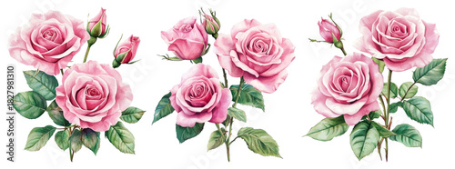 PNG Elegant pink roses beautifully arranged, element set on transparent background