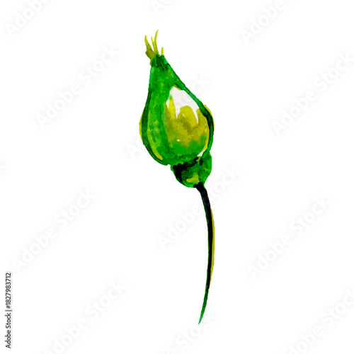 Budding Beauty: A vibrant watercolor painting showcases a singular, verdant flower bud, capturing the essence of fresh growth and delicate form.