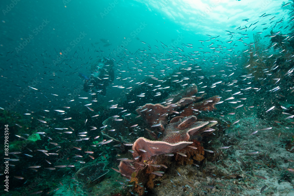 Fototapeta premium Diving in the underwater world of West Papua, Raja Ampat. Amazing coral gardens and fauna