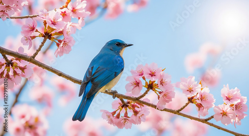 Bluebird Perched on Cherry Blossom Branch in Springtime