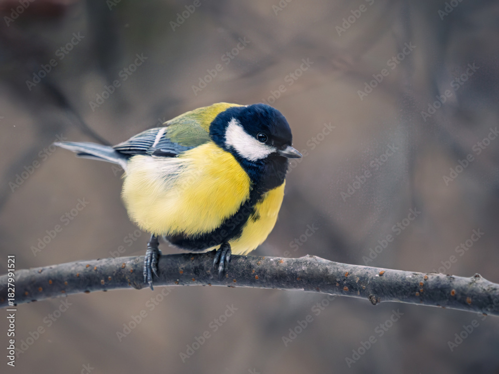 Obraz premium Titmouse perched on a tree branch
