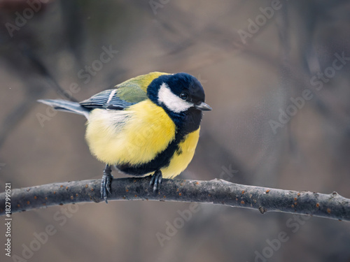 Titmouse perched on a tree branch