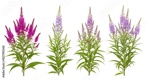 Collection of flowering spikes of Veronica plants in shades of pink and purple