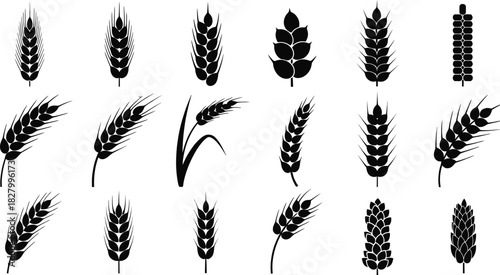 Collection of black wheat ear silhouettes and grain icons for agriculture and bakery design. Vector illustration set of various cereal spikes and farm symbols