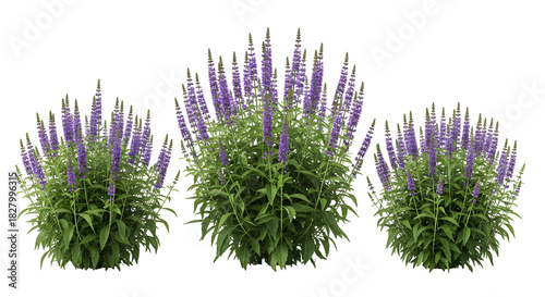 Three clusters of purple flowering plants with lush green foliage on a white background