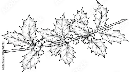 Detailed black and white illustration of a holly branch with leaves and berries, perfect for Christmas