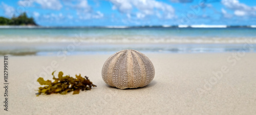 sea shells on the beach