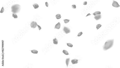 Celebration luxury with silver rose petals confetti for greeting, holiday, birthday party, wedding on background