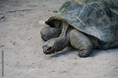 turtle on the beach