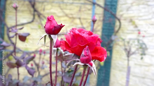 A striking red rose stands tall among its budding companions in a peaceful garden, showcasing the beauty of spring season flowers