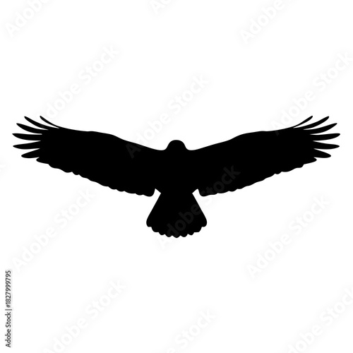 Majestic silhouette of a soaring bird of prey against white background