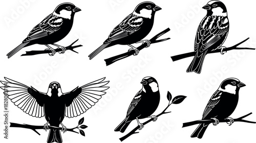 Set of six hand-drawn sparrows perched on branches in various poses, black and white bird illustration for nature design