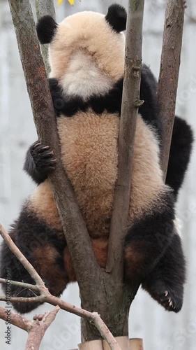 Giant panda baby on the tree