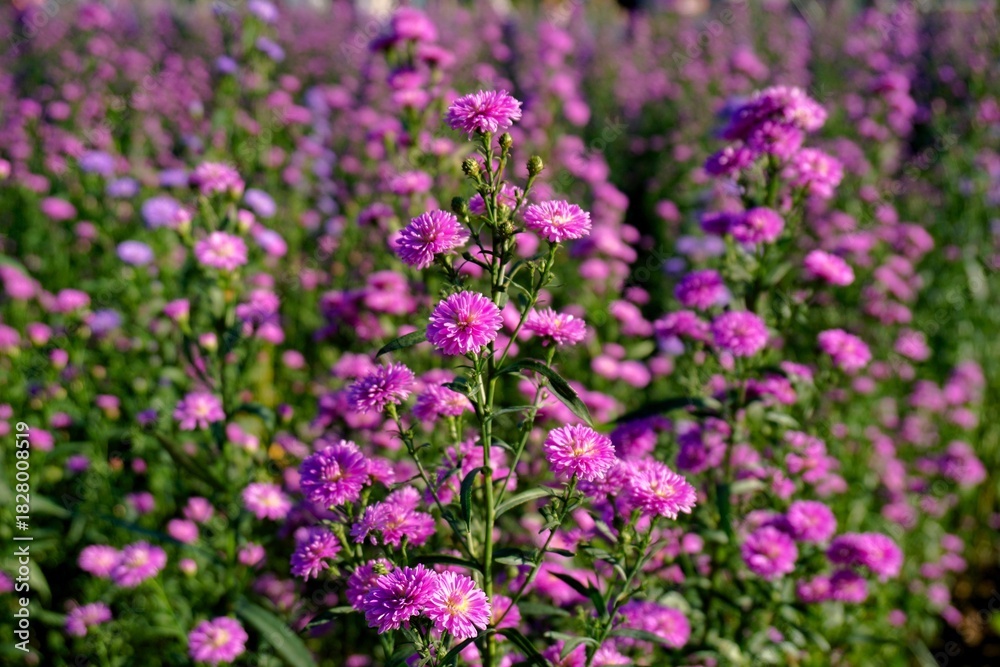 Obraz premium A vibrant densely planted field of magenta and purple flowers, which are Asters and similar daisies