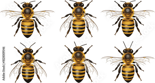 Vector Illustration Set of Six Detailed Honey Bees or Worker Bees, Ideal for Representing Pollination, Apiculture, Beekeeping, Insect Wildlife, Organic Farming, and Nature Graphics