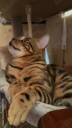 Bengal cat settled down to sleep in a bed and washed himself.