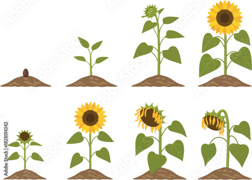 Discover the complete natural life cycle of a sunflower, illustrated through various growth stages from a tiny seed and developing sprout to a vibrant blooming flower and its eventual wilting decay