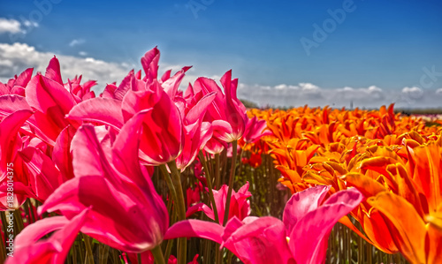 Very close image of vibrant pink and orange tulips against the backdrop of the vibrant summer sky. Niagara on the Lake, ON, Canada