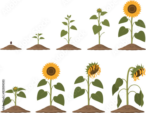 Sunflower Growth Stages A Visual Guide from Seed to Bloom and Decay