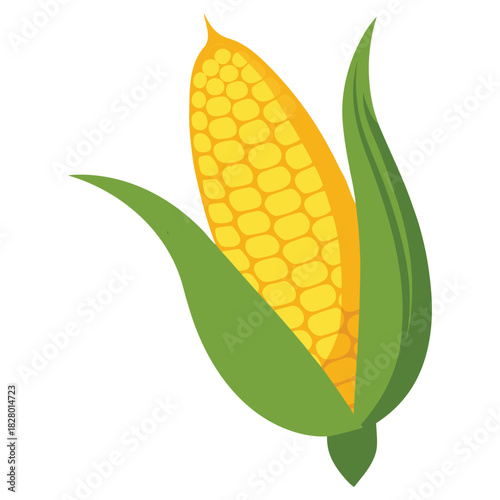 Fresh yellow sweetcorn on the cob, a ripe vegetable isolated on a white background, representing agriculture and a healthy harvest