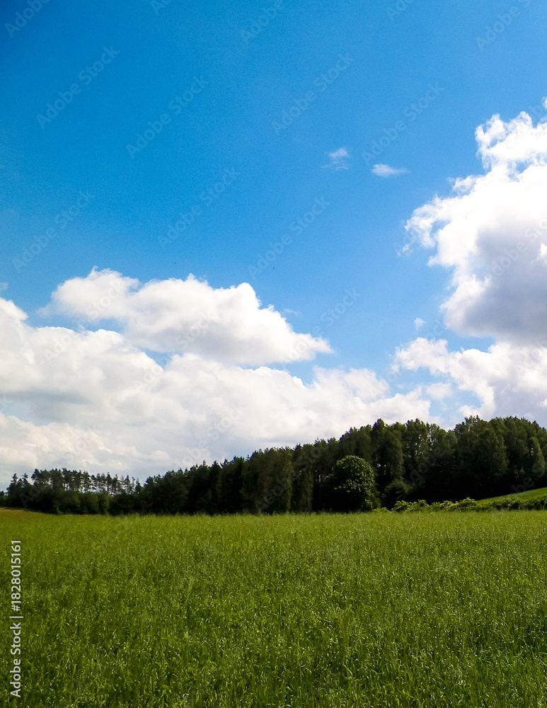 Obraz premium Stunning nature of Kashubia in summer.