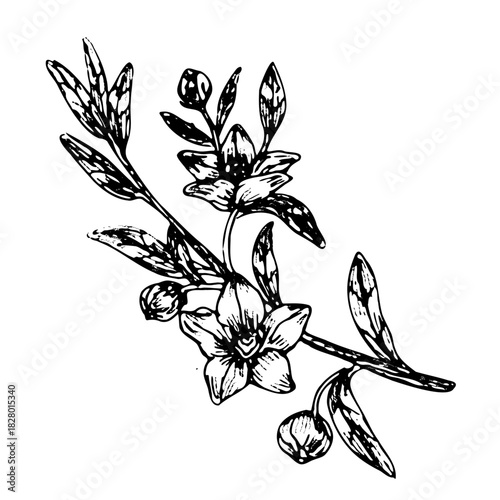 Manuka flower sketch in vintage linear style. Hand drawn vector illustration for cosmetic and food background. Manuka branch with flowers isolated on transparent background.